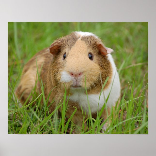 Cute Tricolor Guinea Pig in Green Grass Poster (Front)