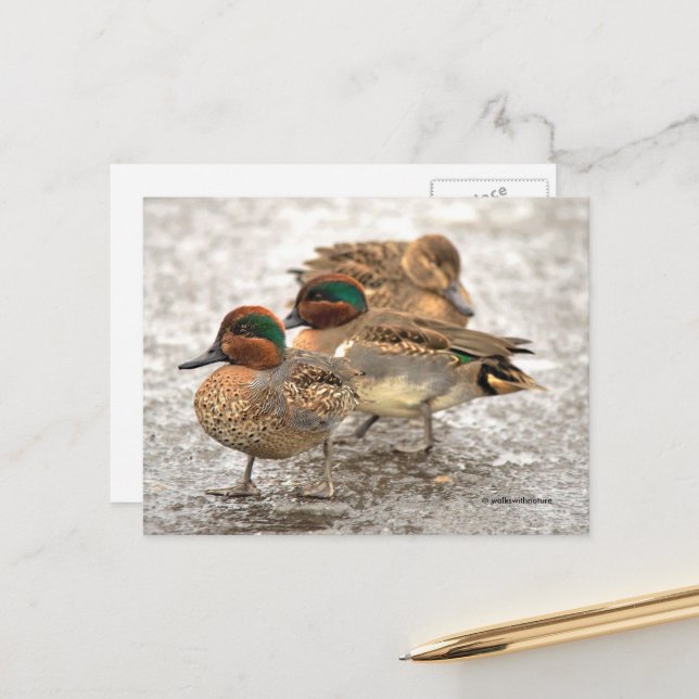 Cute Trio of Green-Winged Teal Ducks Postcard (Front/Back In Situ)