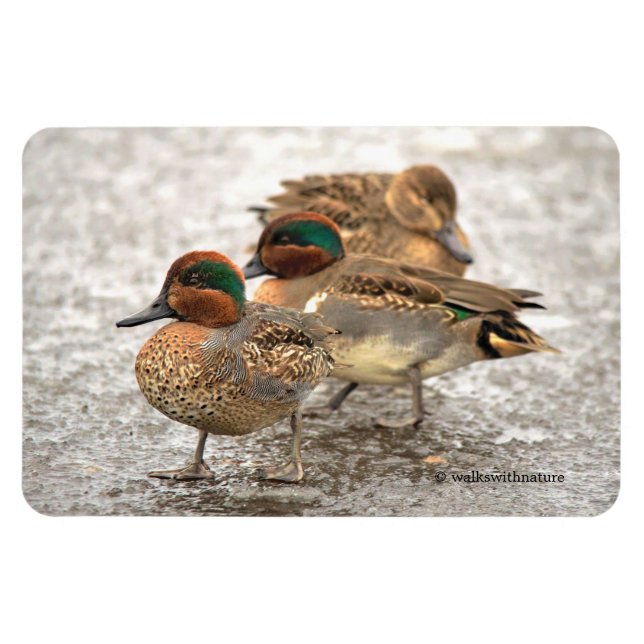 Cute Trio of Green-Winged Teals Magnet (Horizontal)