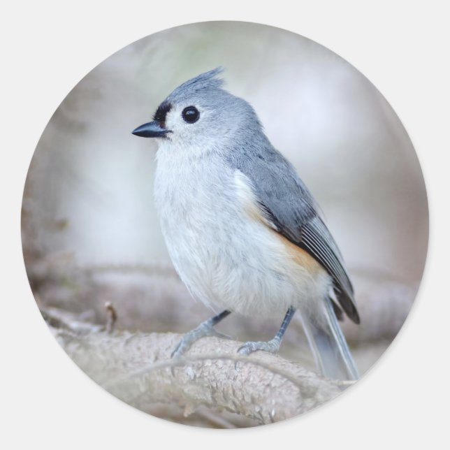 Cute Tufted Titmouse Classic Round Sticker (Front)