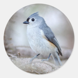 Cute Tufted Titmouse Classic Round Sticker