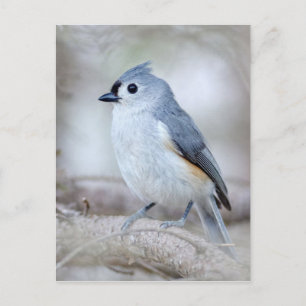 Cute Tufted Titmouse Postcard