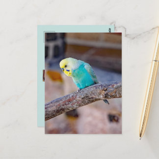 Cute Turquoise Budgie Custom Photo  Postcard