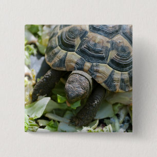 Cute Turtle 15 Cm Square Badge