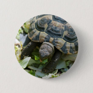 Cute Turtle 6 Cm Round Badge