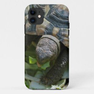 Cute Turtle iPhone 11 Case