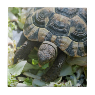 Cute Turtle Ceramic Tile