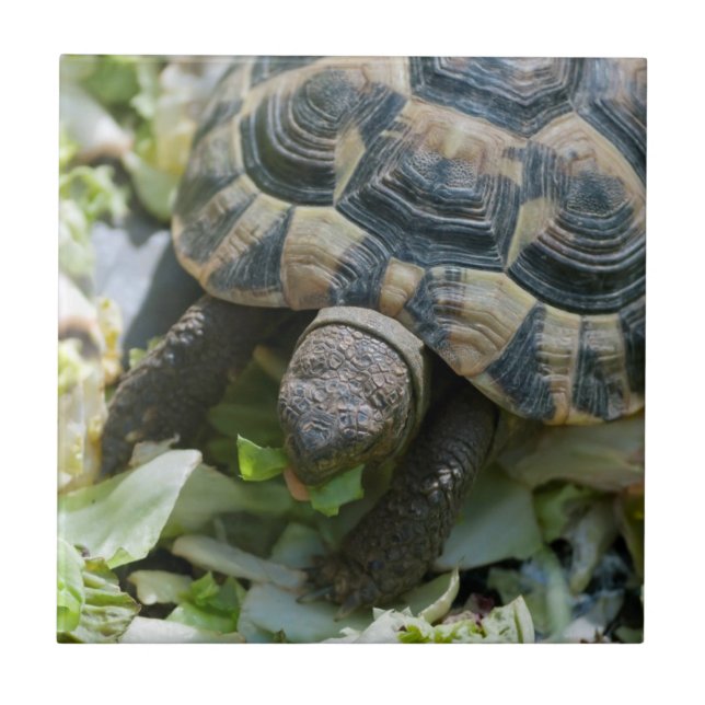Cute Turtle Ceramic Tile (Front)