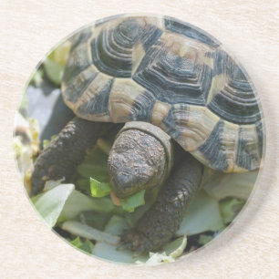 Cute Turtle Coaster