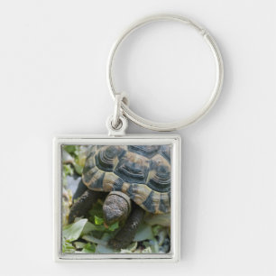 Cute Turtle Key Ring