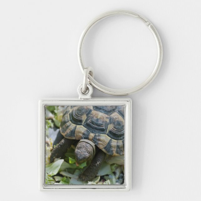 Cute Turtle Key Ring (Front)