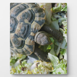 Cute Turtle Plaque
