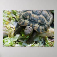 Cute Turtle
