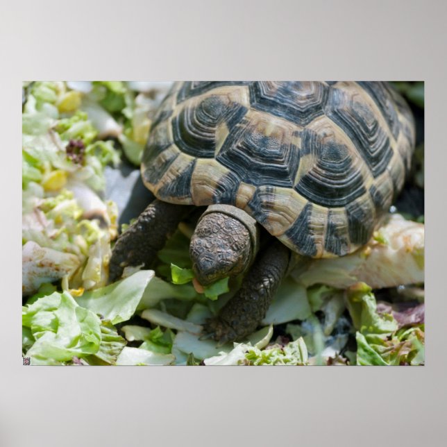Cute Turtle Poster (Front)