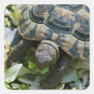 Cute Turtle Square Sticker