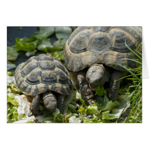 Cute Turtles