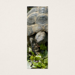 Cute Turtles