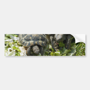 Cute turtles bumper sticker