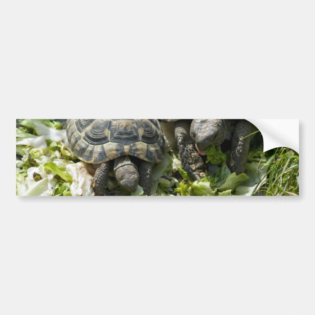 Cute turtles bumper sticker (Front)
