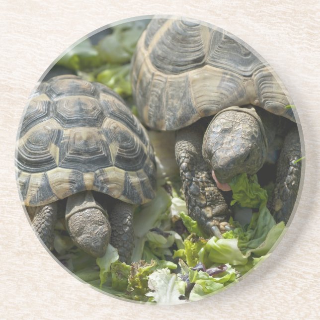 Cute Turtles Coaster (Front)