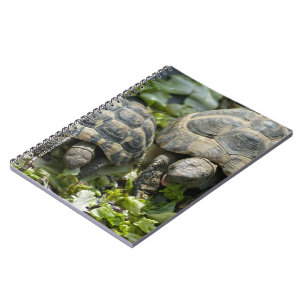 Cute Turtles Notebook