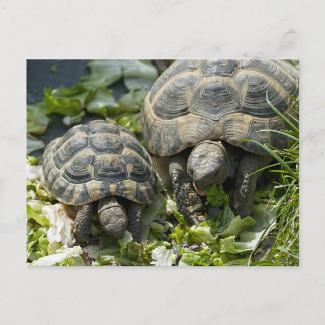 Cute Turtles Postcard (Front)