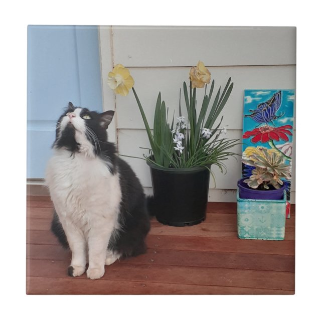 Cute Tuxedo Cat Black White Cats Floral Daffodil Ceramic Tile (Front)