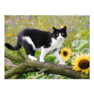 Cute tuxedo cat on a tree branch with sunflowers - photo print