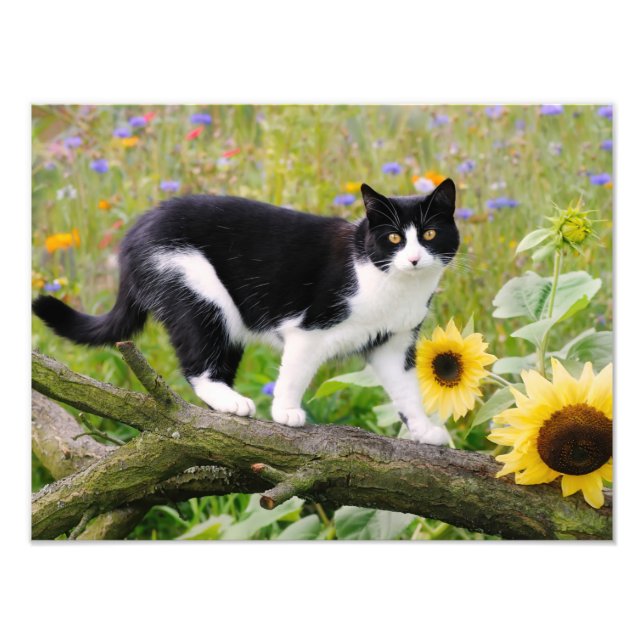 Cute tuxedo cat on a tree branch with sunflowers - photo print (Front)