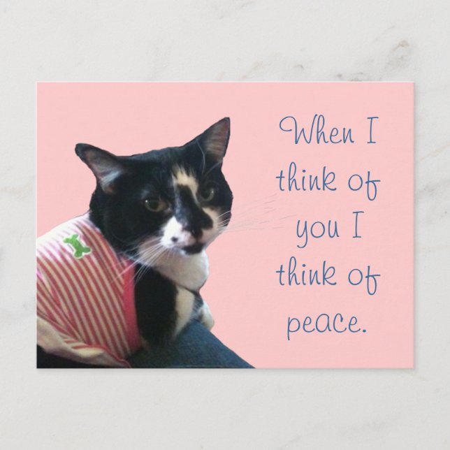 Cute Tuxedo Cat Think of Peace Postcards (Front)