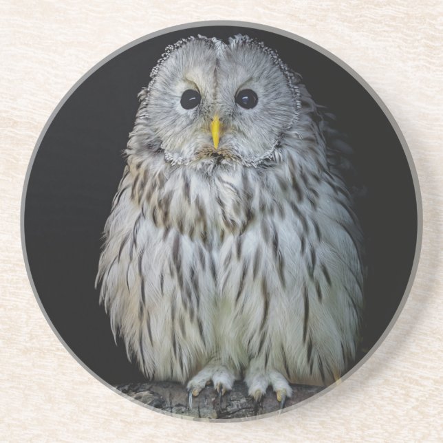 Cute ural owl coaster (Front)
