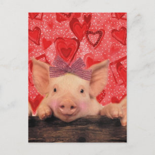 Cute Valentine pigs Holiday Postcard