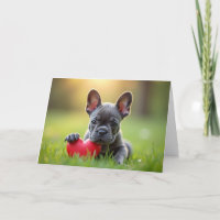 Cute Valentine's Day French Bulldog