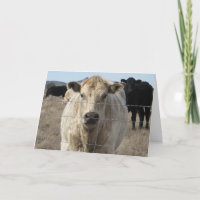 Cute Veterinarian Congratulations Ranch Farm DVM