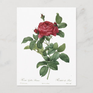 Cute Vintage Rose Botanical Beautiful Floral Postcard
