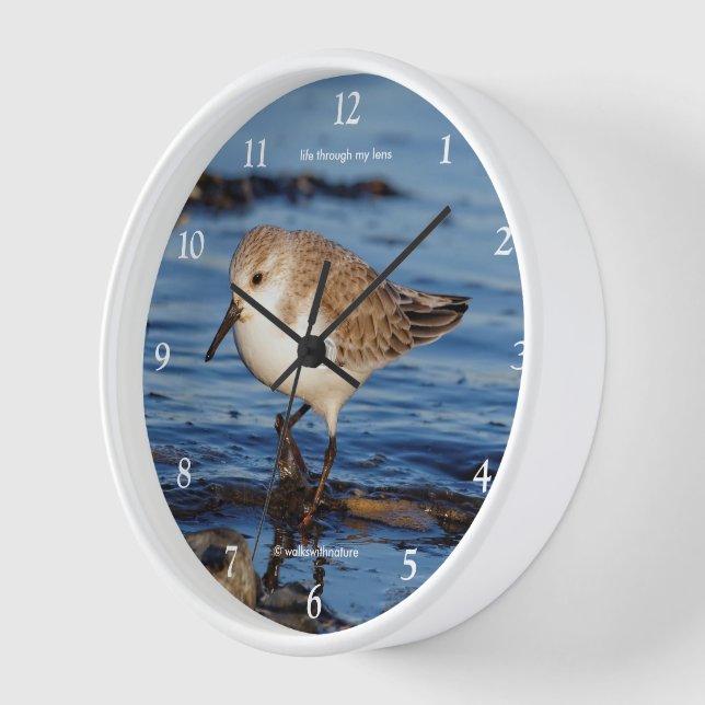 Cute Wandering Sanderling Shorebird Sandpiper Wall Clock (Angle)