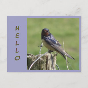 Cute Watching Barn Swallow Cust. HELLO Postcard