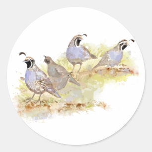 Cute Watercolor California Quail Bird Art Classic Round Sticker