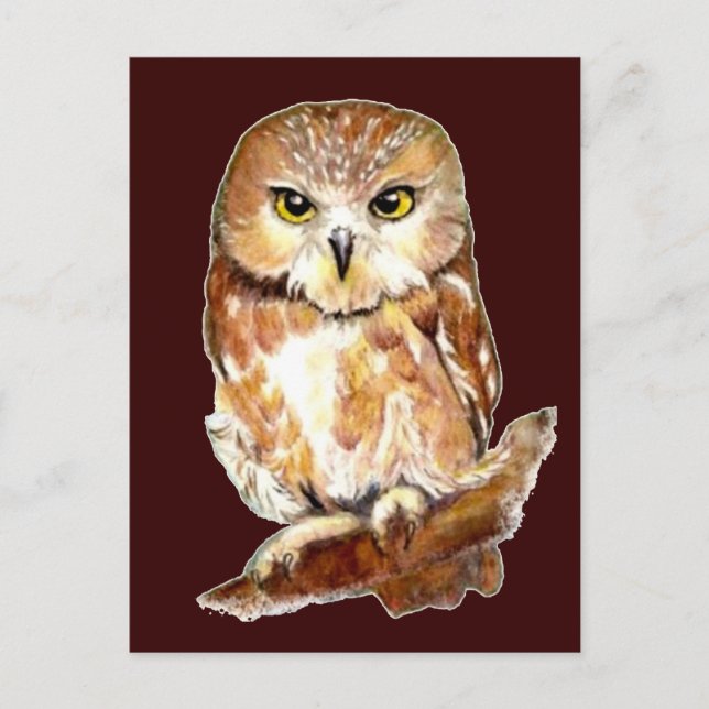 Cute Watercolor Saw Whet Owl, Bird, Animal Postcard (Front)