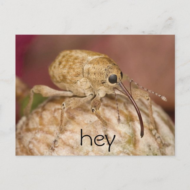 Cute Weevil Postcard (Front)