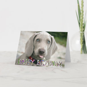 Cute weimaraner puppy birthday card