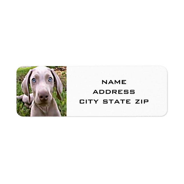 CUTE WEIMARANER RETURN ADDRESS LABELS (Front)