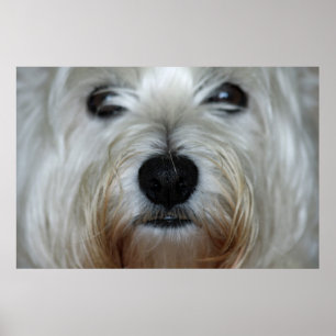 Cute Westie Canvas Print