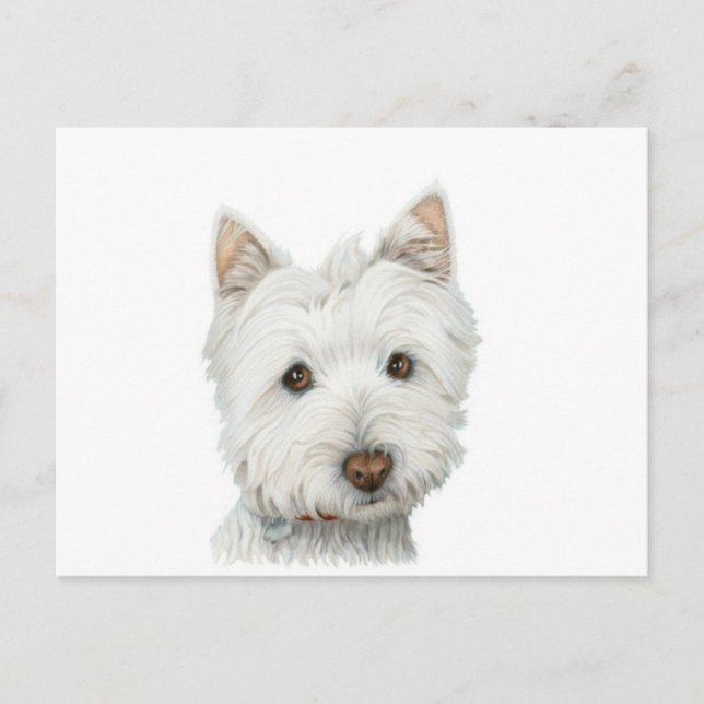 Cute Westie Dog postcard (Front)