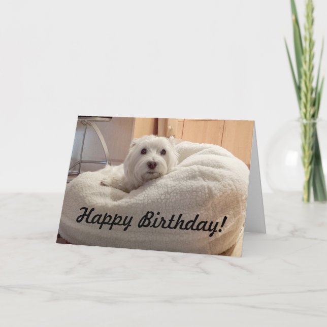 Cute Westie in Doggie Bed Happy Birthday Card (Front)