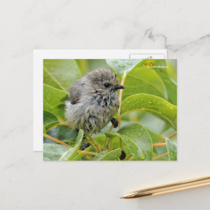 Cute Wet Wee Baby Bushtit Songbird on Laurel Postcard