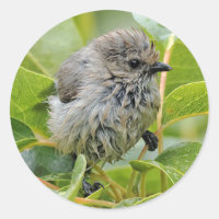 Cute Wet Young Bushtit Songbird on the Laurel