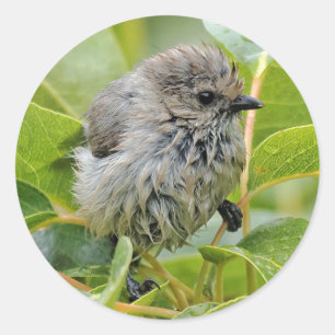 Cute Wet Young Bushtit Songbird on the Laurel Classic Round Sticker