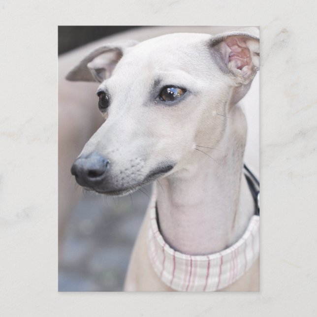Cute Whippet Postcard (Front)