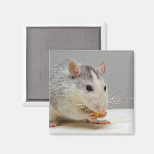 Cute White and Grey Rat Eating From Dish Magnet